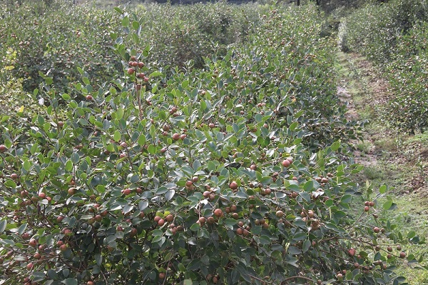 河棚鎮：秋風拂面油茶香  青山增綠果滿倉